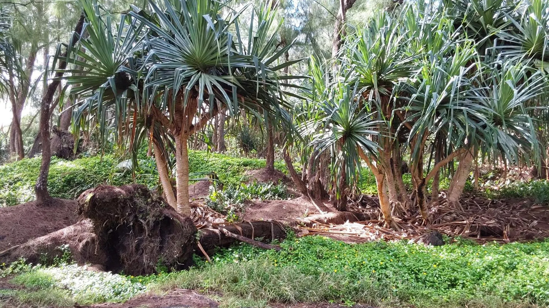 Ainaloa Home Of Big Island Stati Uniti
